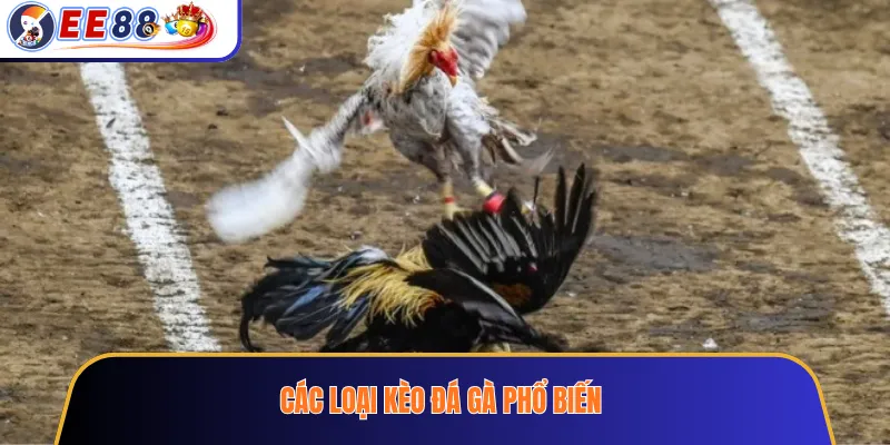 Các loại kèo đá gà phổ biến